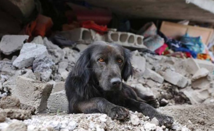 A dog outside his home that was ruined in the Ecuador earthquakes.