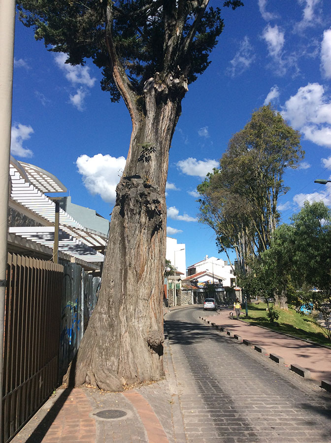 sidewalk-tree.jpeg